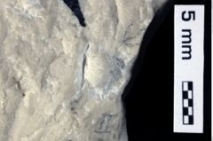 Foto (Detailansicht) von Gastrosacus tuberosiformus (Lörenthey in Lörenthey & Beurlen, 1929) (NHMW-GEO-1990-0041-0469)